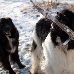 Light Snow, Cold Temps, Snow Pups Pleased