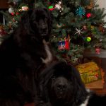 Merry Christmas, everyone!
