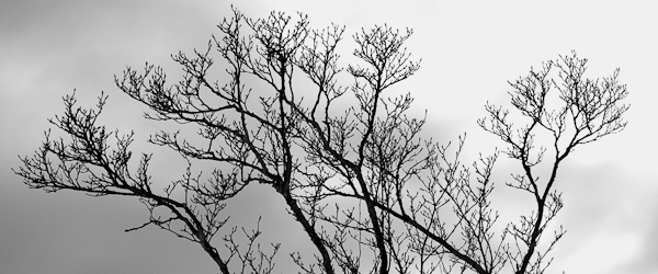 holden-banner