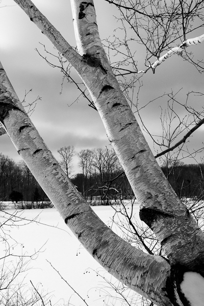 holden-header