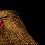 Photos: Coming Home to Roost