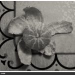 Photo: Orange Blossom