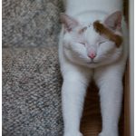 Photos: Meet the Kitten