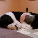 Walt: The New Knee