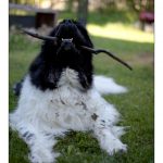 2010-05-19 dogsX1600-1