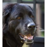2010-05-19 dogsX1600-2