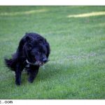 2010-05-19 dogsX1600-3