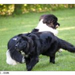 2010-05-19 dogsX1600-4