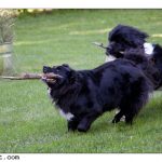 Photos: Pups at Speed!