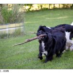 2010-05-19 dogsX1600-6