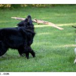 2010-05-19 dogsX1600-7