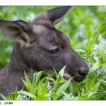 Photos: Zoo Portraits