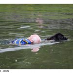 Photos: Working Dog Weekend