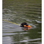 2010-06-12 rescue dogsX1600-3