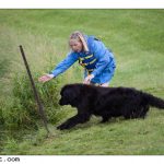 2010-06-12 rescue dogsX1600-6