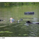 2010-06-12 rescue dogsX1600-9