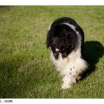 2010-06-12 walter kneeX1600-1