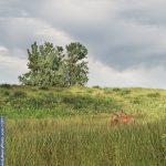 Andy Henry Photo: Of Dunes and Deer